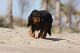 CAVALIER KING CHARLES 456